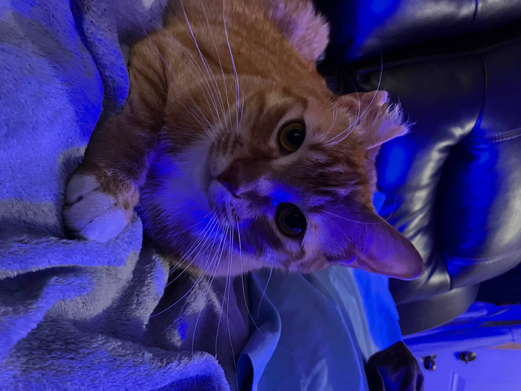 Georgie is registered to the contest to win money with this photo: blue, carnivore, cat, claw, comfort, electric_blue, event, fawn, felidae, fur, petal, plant, purple, small_to_medium_sized_cats, tail, violet, whiskers