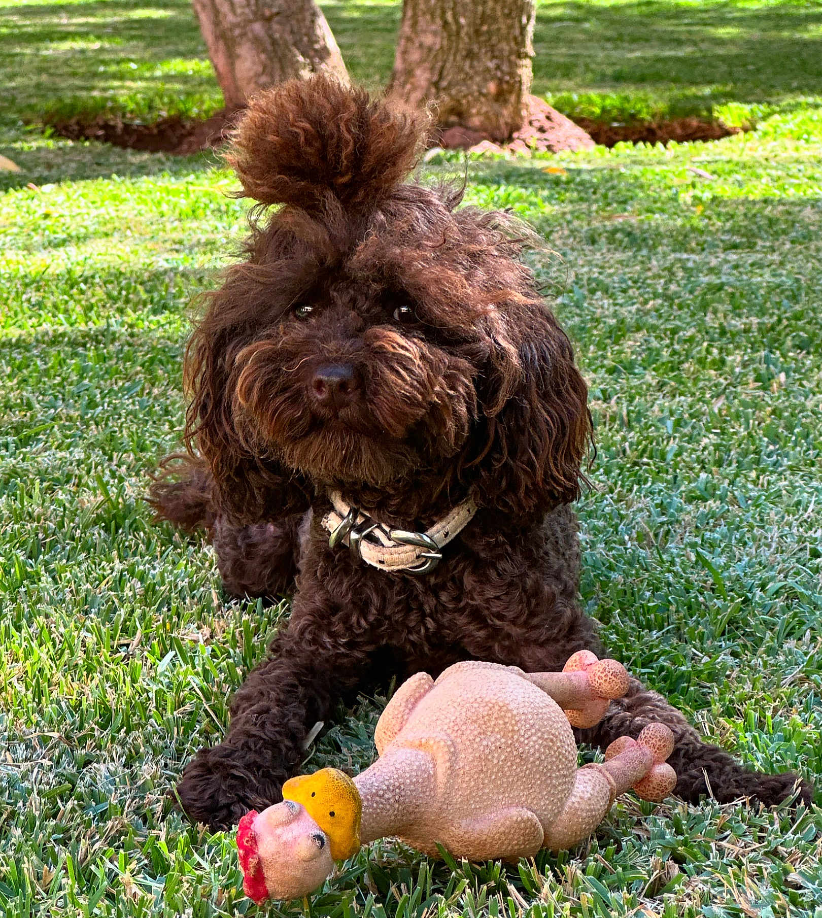 Uther a rejoint le concours — aidez-le/la à gagner de superbes lots ! dog, toy_poodle, brown_fur, curly_fur, rubber_chicken, chew_toy, collar, grass, lawn, outdoor, park, tree, portrait, closeup, pet, sitting, playful, cute, eyes, topknot