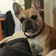 Loane participe au concours pour gagner de l'argent avec cette photo : animal, blanket, blurred_background, close_up, collar, cozy, cute, dog, domestic_animal, ears, face, french_bulldog, fur, indoor, looking, mammal, pet, portrait, sitting, soft_texture