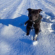 Tyson a rejoint le concours — aidez-le/la à gagner de superbes lots ! dog, snow, winter, outdoor, snowy_field, black_dog, white_markings, sitting, portrait, pet, animal, collar, frost, snowflakes, sunlight, shadows, nature, landscape, playful, cold_weather