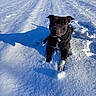 dog, snow, winter, outdoor, snowy_field, black_dog, white_markings, sitting, portrait, pet, animal, collar, frost, snowflakes, sunlight, shadows, nature, landscape, playful, cold_weather