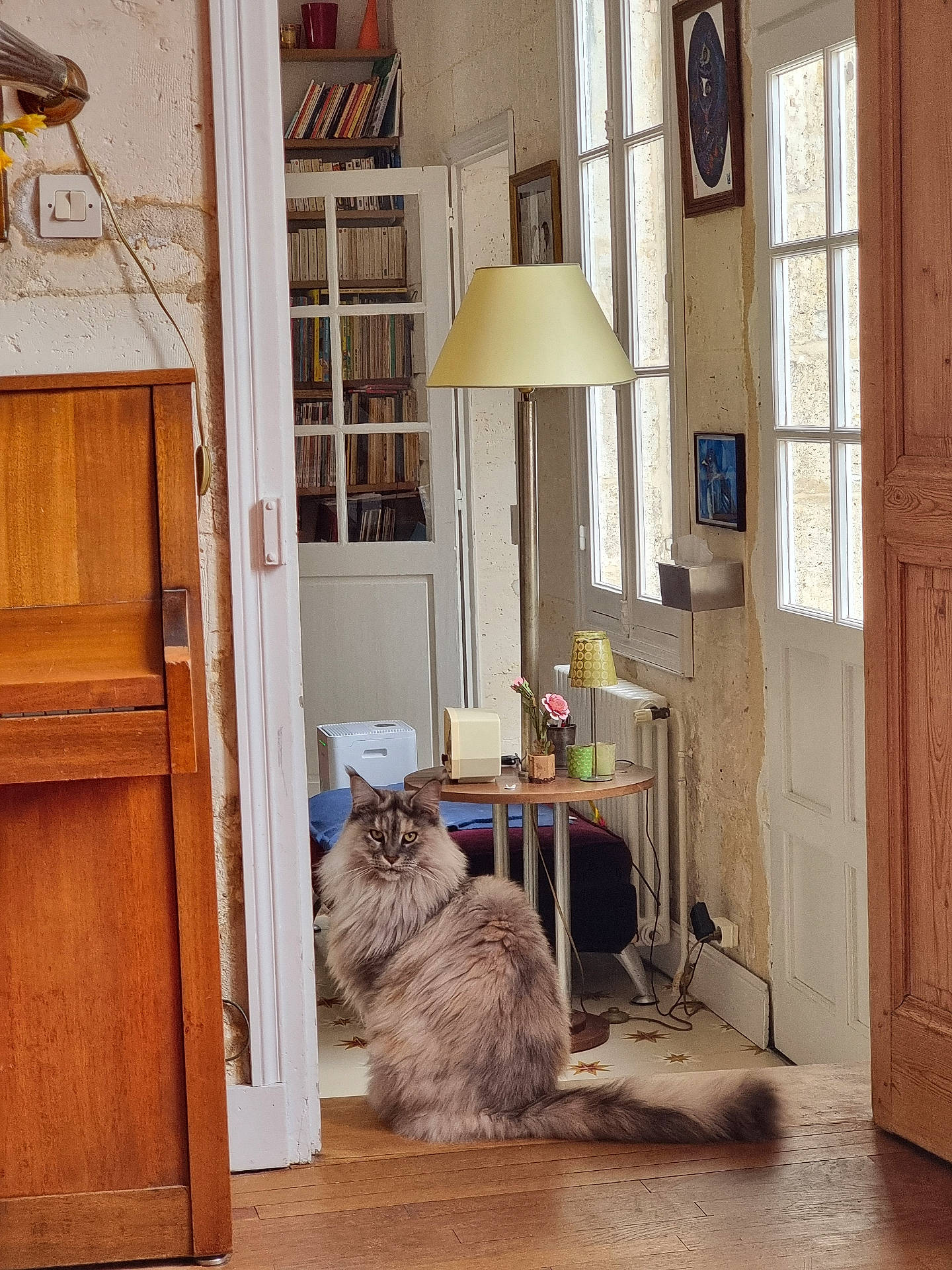 Pip a rejoint le concours — aidez-le/la à gagner de superbes lots ! animal, architecture, art, box, building, cat, cup, furniture, hardwood, indoors, interiordesign, lamp, livingroom, painting, pet, plywood, room, shelf, tablelamp, wood