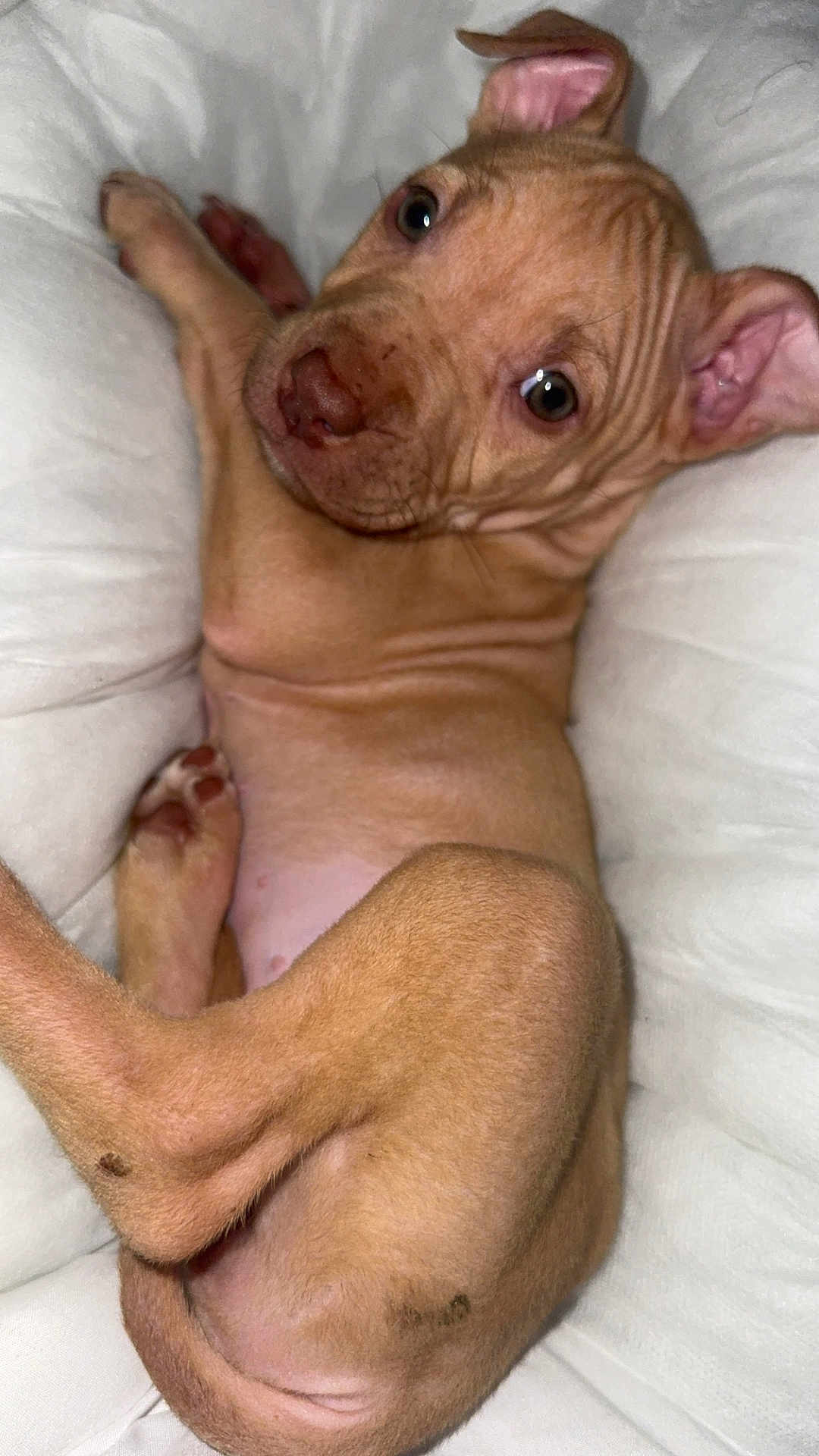 Beyla a rejoint le concours — aidez-le/la à gagner de superbes lots ! animal, brown, cushion, cute, dog, ears, fur, indoor, looking_up, lying_down, nose, paws, pet, puppy, relaxed, small, soft, white_background, wrinkled_skin, young