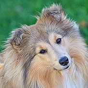 Olyssia participe au concours pour gagner de l'argent avec cette photo : carnivoran, collie, companion_dog, dog, dog_breed, dog_breed_group, dog_like_mammal, elo, german_spitz, german_spitz_klein, german_spitz_mittel, grass, herding_dog, icelandic_sheepdog, pomeranian, rough_collie, scotch_collie, shetland_sheepdog, snout, volpino_italiano