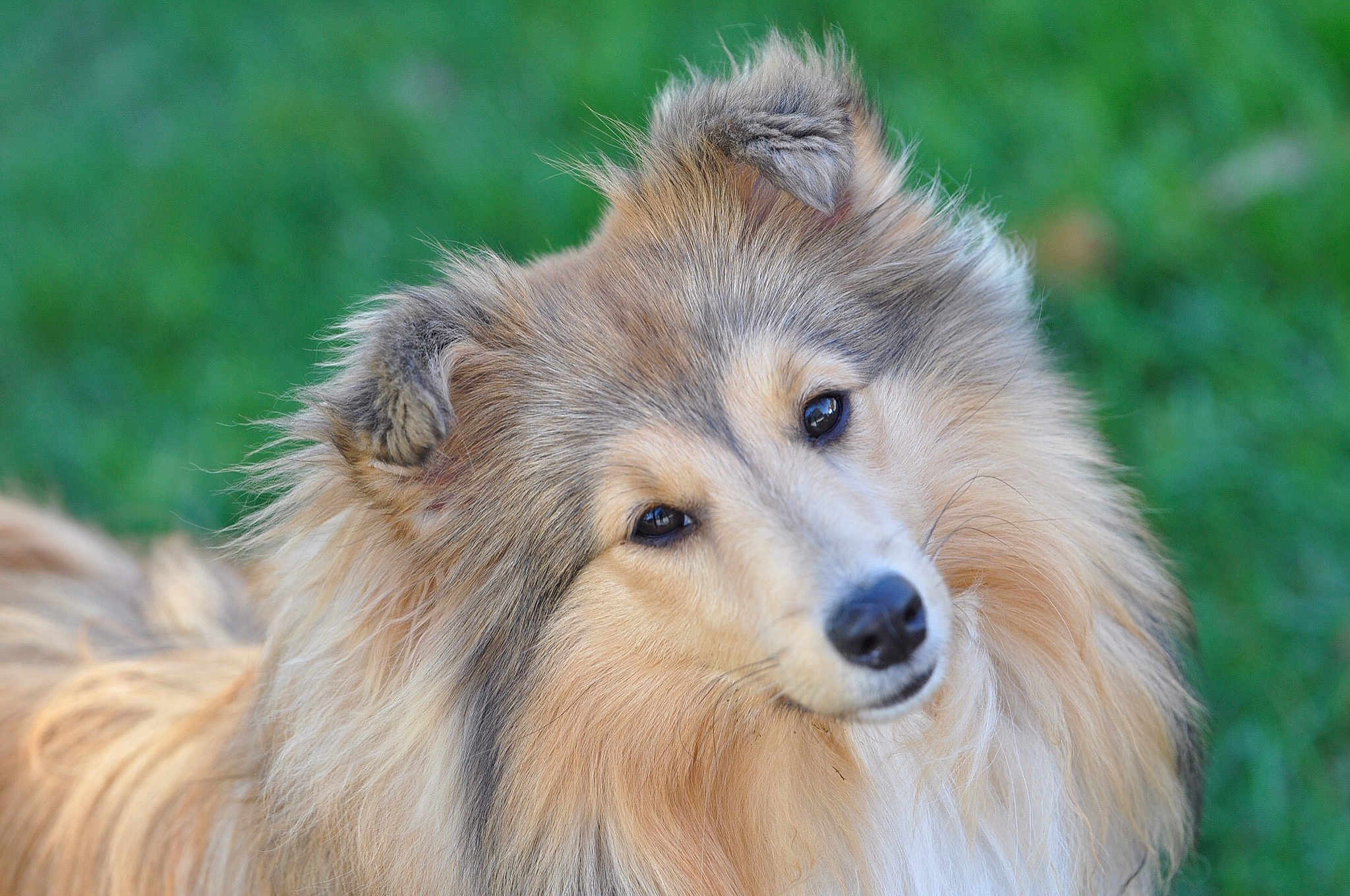 Olyssia participe au concours pour gagner de l'argent avec cette photo : carnivoran, collie, companion_dog, dog, dog_breed, dog_breed_group, dog_like_mammal, elo, german_spitz, german_spitz_klein, german_spitz_mittel, grass, herding_dog, icelandic_sheepdog, pomeranian, rough_collie, scotch_collie, shetland_sheepdog, snout, volpino_italiano