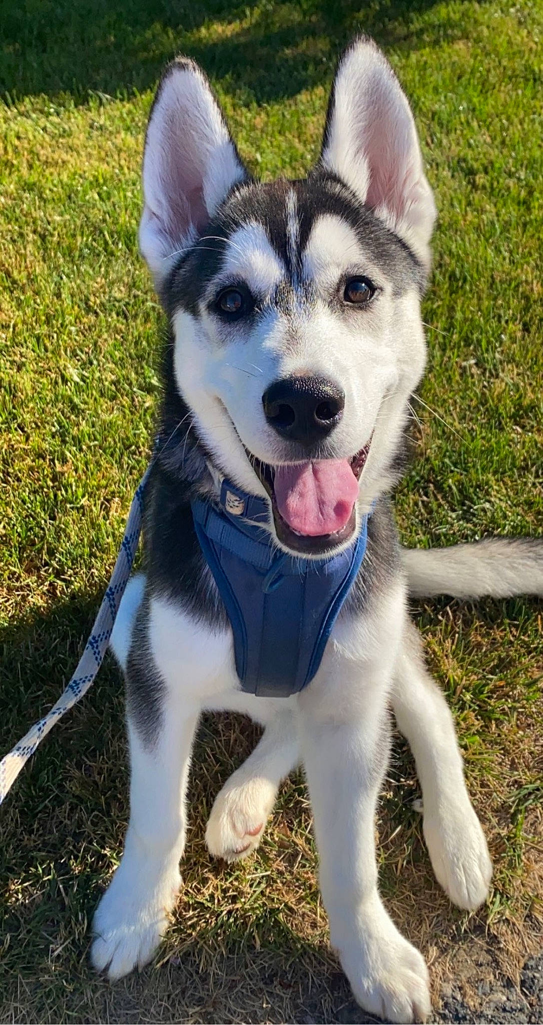 Maverick is registered to the contest to win money with this photo: canidae, carnivore, collar, companion_dog, dog, dog_breed, dog_collar, fang, fur, grass, herding_dog, leash, plant, sled_dog, snout, sporting_group, tail, whiskers, working_animal, working_dog