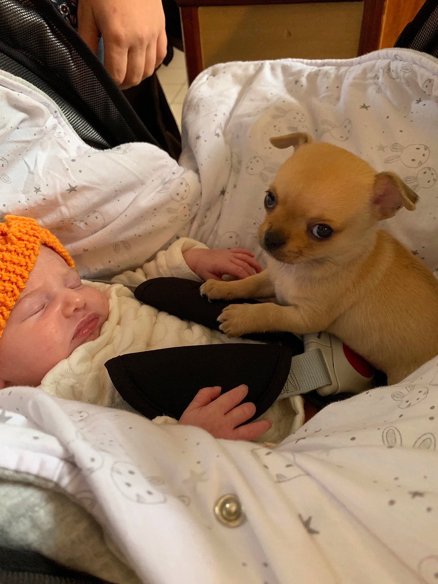 éléana a rejoint le concours — aidez-le/la à gagner de superbes lots ! canidae, carnivore, chihuahua, child, comfort, companion_dog, corgi_chihuahua, dog, dog_breed, ear, eye, fawn, head, headwear, mammal, person, puppy, puppy_love, skin, snout