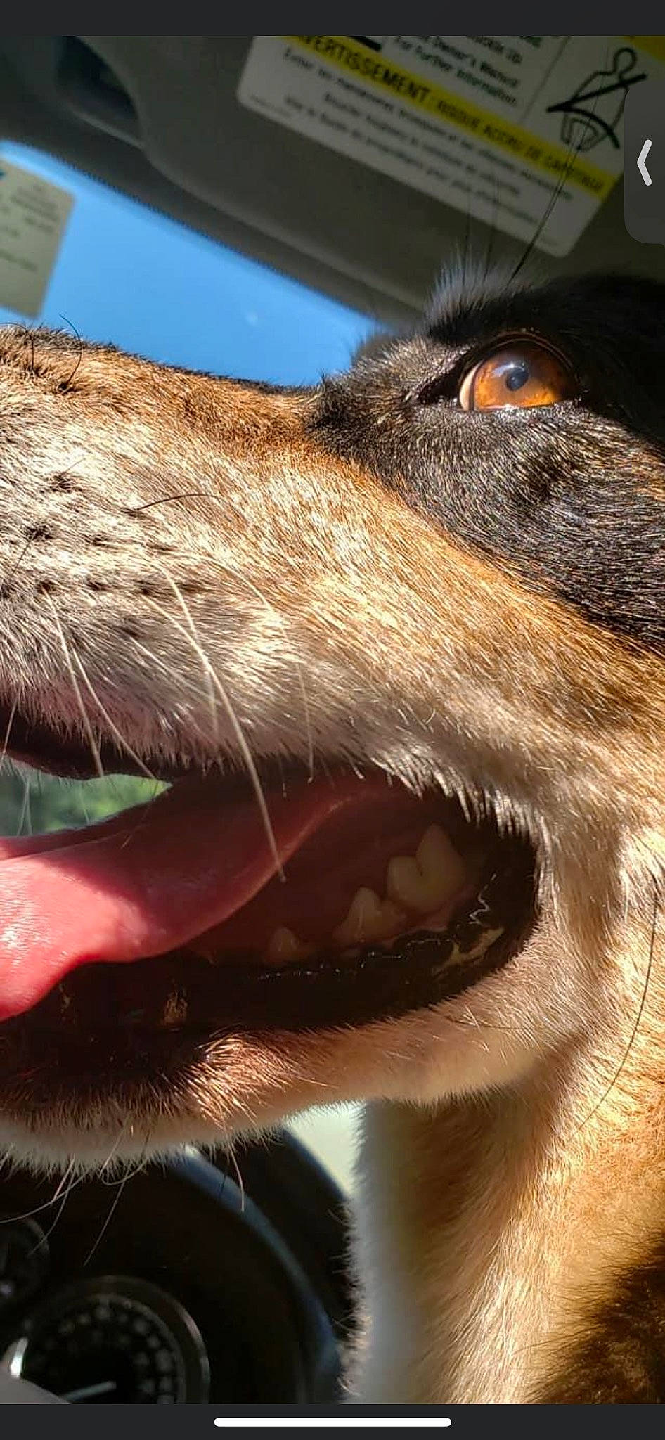 Coco joined the competition — help win amazing prizes! canidae, carnivore, close_up, collar, companion_dog, dog, dog_breed, dog_collar, ear, fawn, fur, liver, snout, sporting_group, terrestrial_animal, whiskers, wildlife, working_animal, working_dog