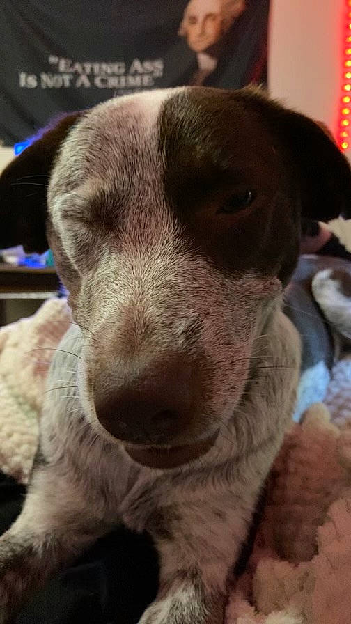 Koda joined the competition — help win amazing prizes! canidae, carnivore, companion_dog, dog, dog_breed, ear, fawn, fur, labrador_retriever, liver, paw, plant, pointing_breed, puppy, selfie, snout, sporting_group, terrestrial_animal, whiskers, working_animal