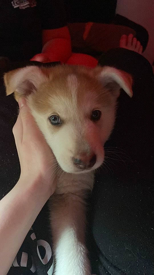 Ace is registered to the contest to win money with this photo: canidae, carnivore, companion_dog, dog, dog_breed, fawn, fur, non_sporting_group, paw, snout, sporting_group, terrestrial_animal, whiskers, working_animal