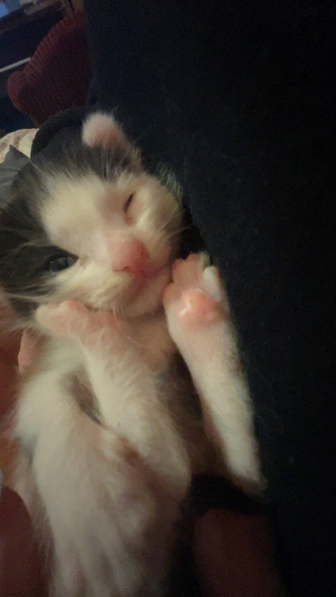 Gizmo is registered to the contest to win money with this photo: carnivore, cat, claw, comfort, felidae, foot, fur, paw, small_to_medium_sized_cats, snout, tail, whiskers