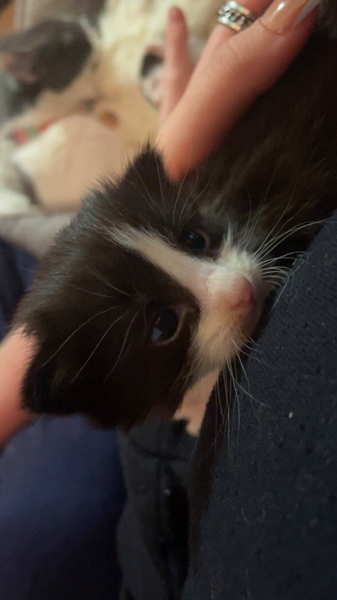 Skunk is registered to the contest to win money with this photo: carnivore, cat, claw, comfort, felidae, foot, fur, paw, small_to_medium_sized_cats, snout, tail, whiskers