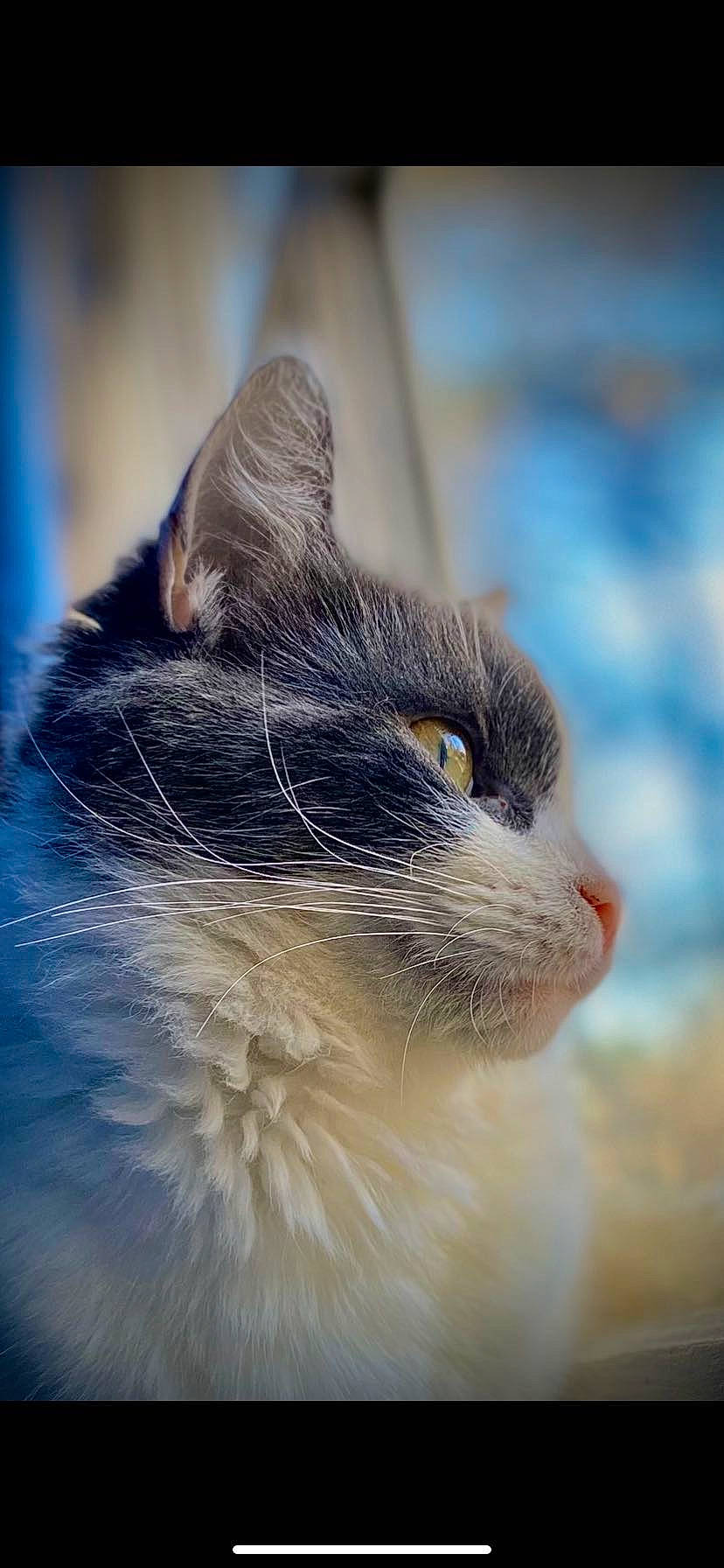 Scout is registered to the contest to win money with this photo: balinese, carnivore, cat, domestic_short_haired_cat, felidae, fur, grass, iris, sky, small_to_medium_sized_cats, snout, terrestrial_animal, thai, whiskers, wildlife, window