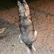 Morpheus participe au concours pour gagner de l'argent avec cette photo : dog, husky, animal, pet, sitting, back_view, night, outdoor, gravel, tail, fur, canine, wildlife, mammal, isolated, alone, quiet, nature, watching, alert