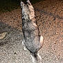 dog, husky, animal, pet, sitting, back_view, night, outdoor, gravel, tail, fur, canine, wildlife, mammal, isolated, alone, quiet, nature, watching, alert