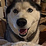 Morpheus participe au concours pour gagner de l'argent avec cette photo : dog, husky, pet, smiling, blue_eyes, fur, indoor, blanket, cozy, close_up, canine, animal, friendly, happy, portrait, domestic, house, cute, mammal, companion