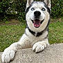 Morpheus a rejoint le concours — aidez-le/la à gagner de superbes lots ! dog, siberian_husky, blue_eyes, tongue_out, happy, pet, animal, fur, outdoor, grass, hedge, playful, canine, mammal, paw, friendly, nature, cute, smiling, companion