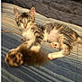 Shay is registered to the contest to win money with this photo: animal, bed, bedspread, cat, cozy, cute, feline, fur, indoor, kitten, paw, pet, playful, relaxing, resting, stretching, striped, tabby, whiskers, young