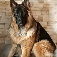 Voltaire a rejoint le concours — aidez-le/la à gagner de superbes lots ! dog, german_shepherd, animal, pet, fur, sitting, indoor, wall, stone_wall, portrait, canine, ears, tail, collar, furniture, looking, brown, black, fluffy, alert