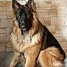 dog, german_shepherd, animal, pet, fur, sitting, indoor, wall, stone_wall, portrait, canine, ears, tail, collar, furniture, looking, brown, black, fluffy, alert
