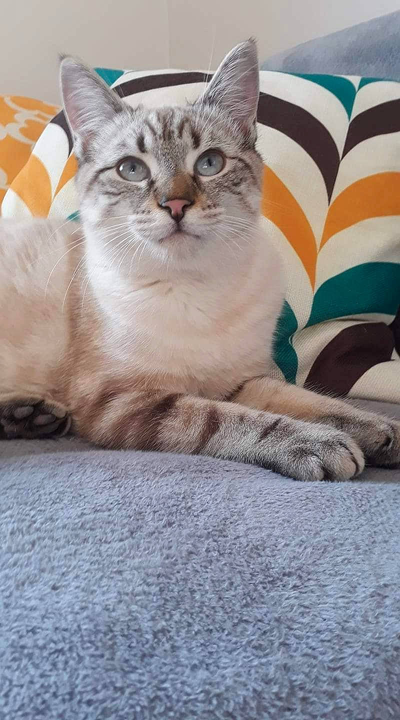 Oups a rejoint le concours — aidez-le/la à gagner de superbes lots ! aegean_cat, american_shorthair, asian, australian_mist, british_shorthair, burmilla, carnivore, cat, colorpoint_shorthair, domestic_short_haired_cat, european_shorthair, felidae, kitten, mammal, small_to_medium_sized_cats, snout, tabby_cat, thai, vertebrate, whiskers