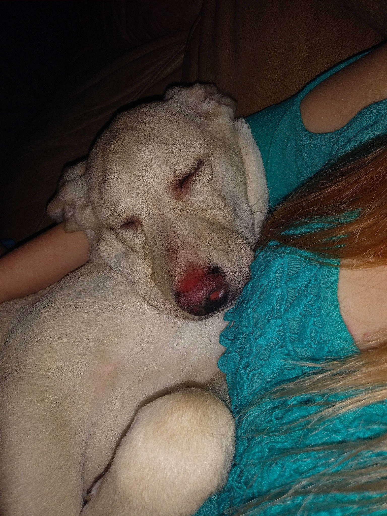 Conner is registered to the contest to win money with this photo: canidae, carnivore, dog, dog_breed, fawn, mammal, non_sporting_group, nose, puppy, sporting_group