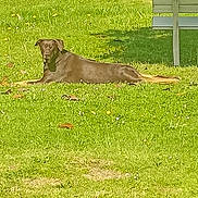 Oky participe au concours pour gagner de l'argent avec cette photo : dog, grass, bench, outdoor, sunlight, greenery, relaxed, animal, park, nature, daylight, canine, pet, field, summer, laying_down, shadow, brown_dog, leisure, peaceful