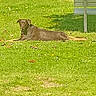 dog, grass, bench, outdoor, sunlight, greenery, relaxed, animal, park, nature, daylight, canine, pet, field, summer, laying_down, shadow, brown_dog, leisure, peaceful