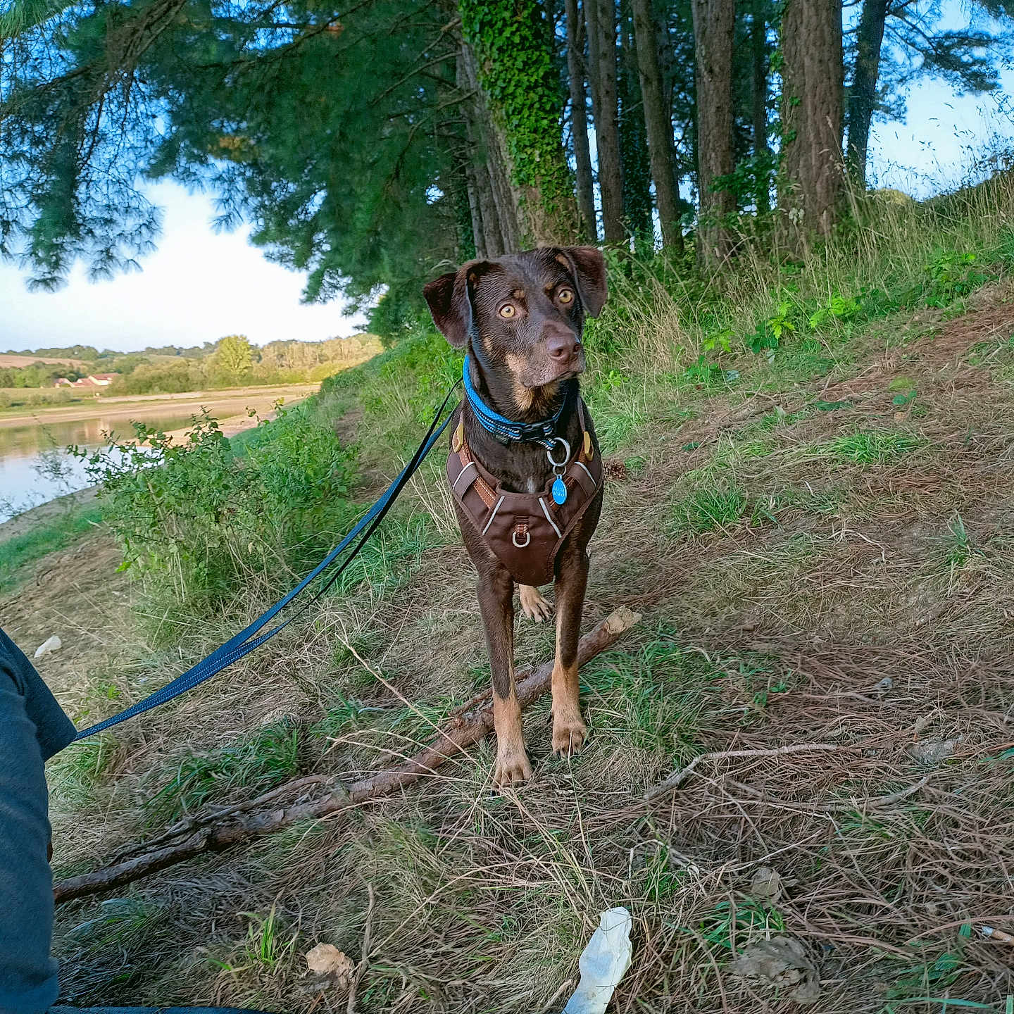 Oky participe au concours pour gagner de l'argent avec cette photo : dog, leash, harness, forest, trees, grass, river, outdoor, nature, path, pine_trees, brown_dog, curious, animal, canine, daylight, landscape, walking, scenery, wilderness