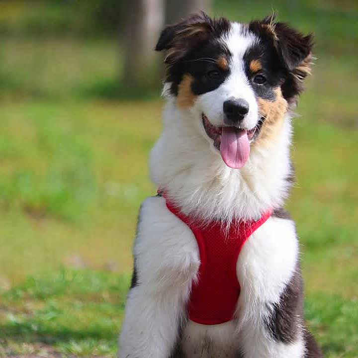 Happie a rejoint le concours — aidez-le/la à gagner de superbes lots ! animal, canine, cute, dog, ears, fluffy, friendly, fur, grass, muzzle, nature, outdoor, pet, playful, puppy, red_harness, sitting, smiling, tongue_out, young_dog