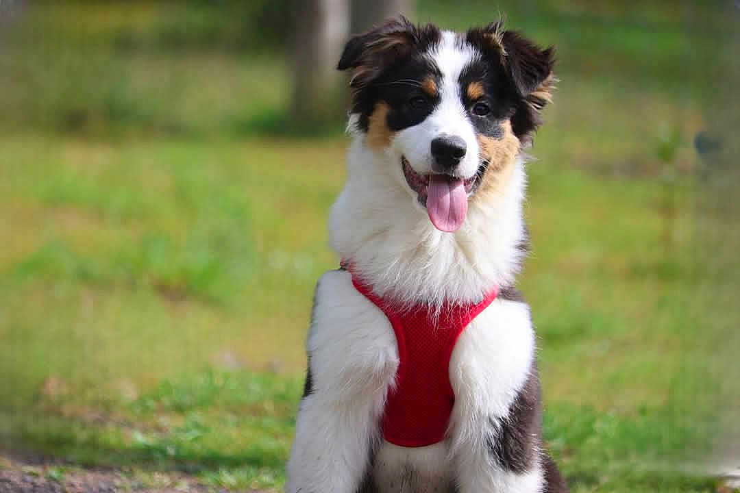 Happie a rejoint le concours — aidez-le/la à gagner de superbes lots ! animal, canine, cute, dog, ears, fluffy, friendly, fur, grass, muzzle, nature, outdoor, pet, playful, puppy, red_harness, sitting, smiling, tongue_out, young_dog