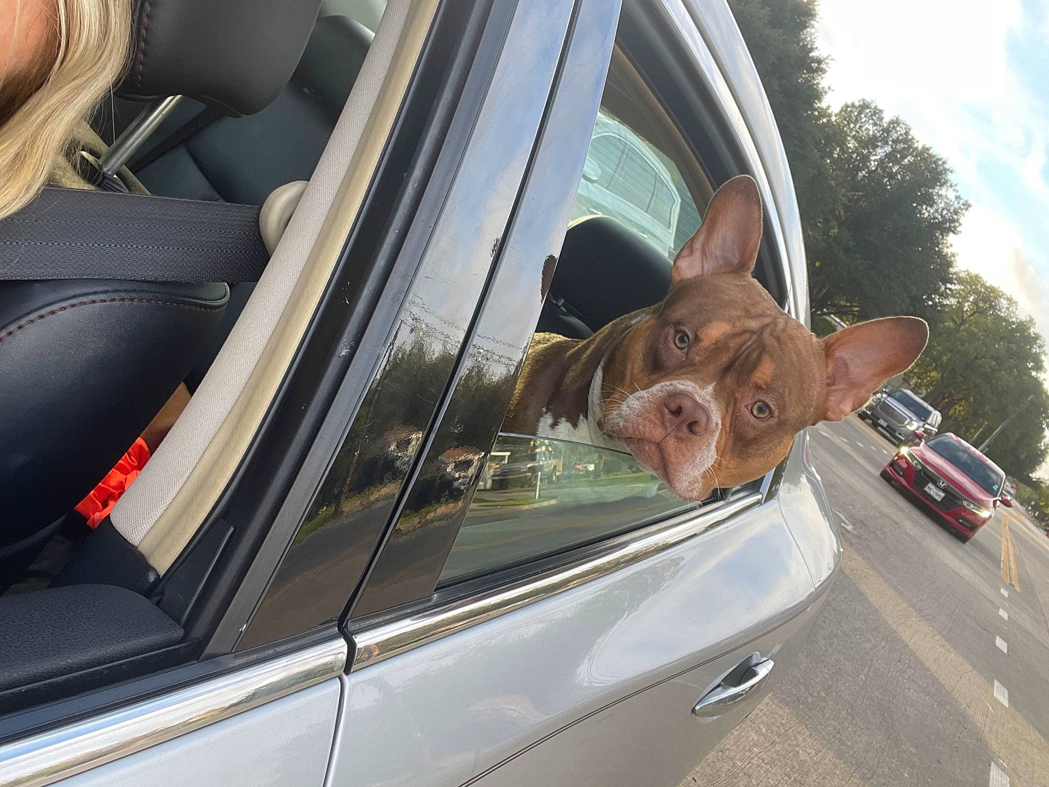 Bentley joined the competition — help win amazing prizes! automotive_design, automotive_exterior, automotive_lighting, automotive_mirror, car, carnivore, cloud, dog, hood, motor_vehicle, personal_luxury_car, plant, rear_view_mirror, sky, tints_and_shades, tree, vehicle, vehicle_door, window, windscreen_wiper