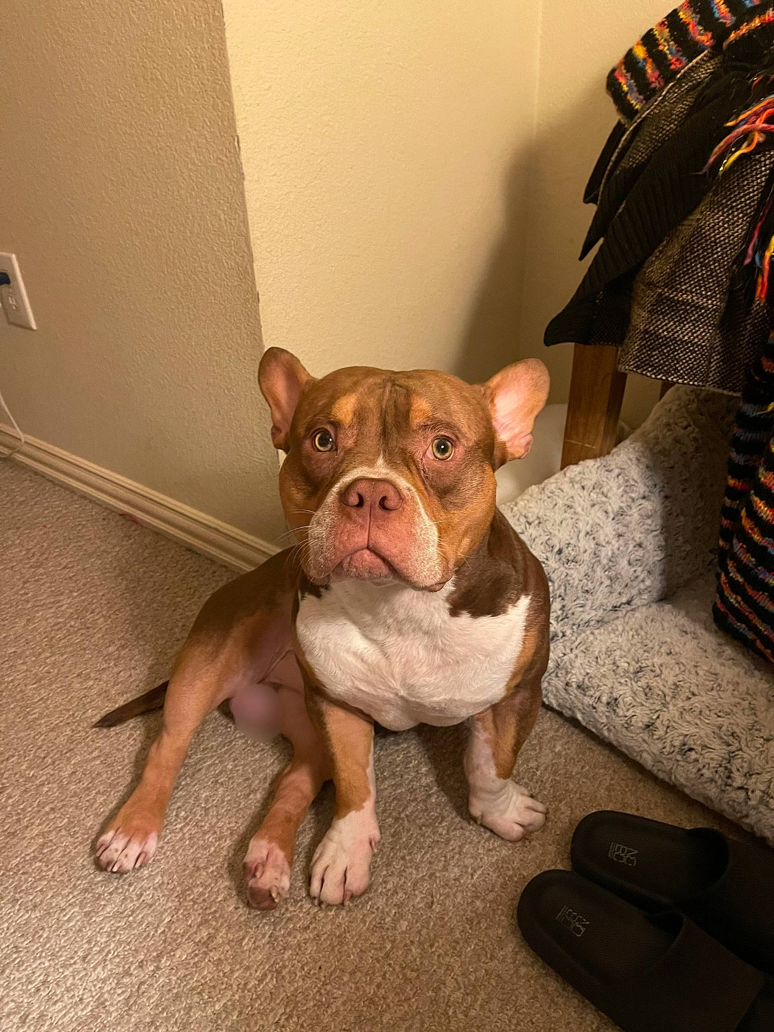 Bentley joined the competition — help win amazing prizes! bulldog, canidae, carnivore, comfort, companion_dog, dog, dog_breed, fawn, flooring, french_bulldog, fur, molosser, non_sporting_group, snout, sporting_group, terrestrial_animal, toy_dog, whiskers, working_animal, wrinkle