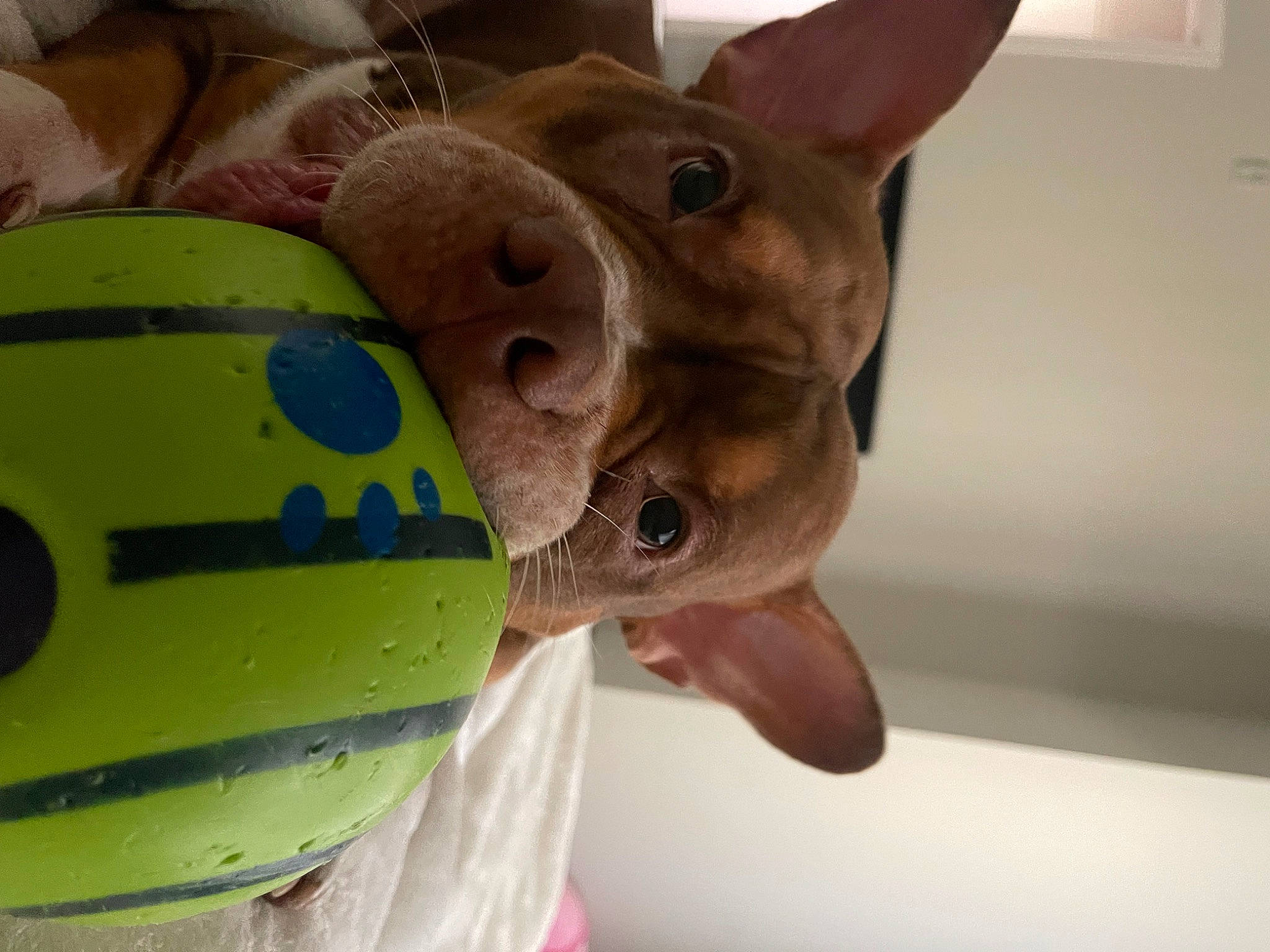 Bentley is registered to the contest to win money with this photo: animation, artifact, carmine, carnivore, cone, fawn, fun, head, headgear, helmet, metal, personal_protective_equipment, recreation, selfie, snout, sports_gear, stuffed_toy, toy, whiskers, working_animal