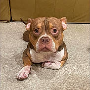 Bentley Bam Bam joined the competition — help win amazing prizes! dog, brown, white, carpet, floor, pet, canine, indoor, animal, cute, laying_down, ears, face, paws, waiting, calm, companion, portrait, domestic, friendly