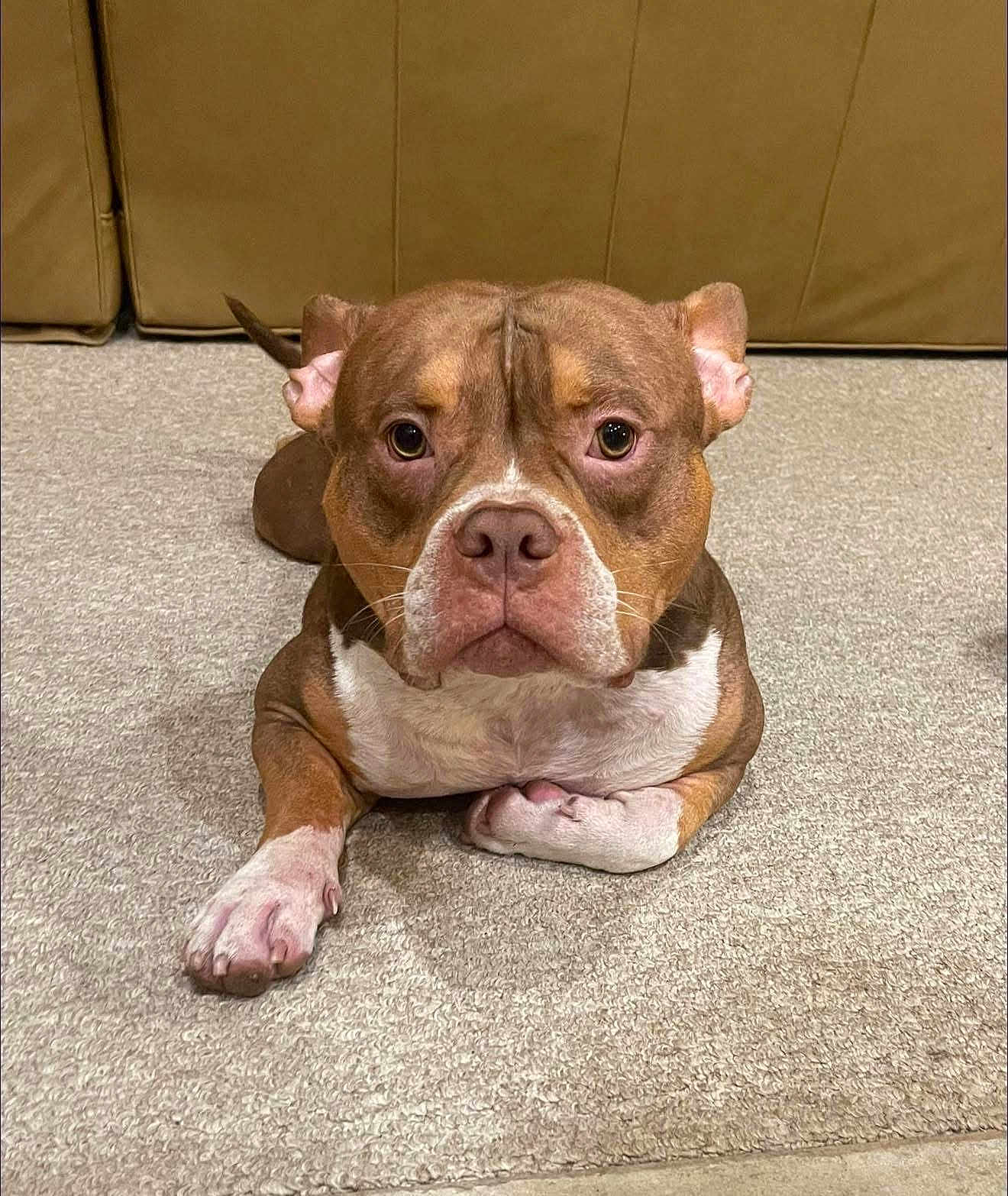 Bentley Bam Bam joined the competition — help win amazing prizes! dog, brown, white, carpet, floor, pet, canine, indoor, animal, cute, laying_down, ears, face, paws, waiting, calm, companion, portrait, domestic, friendly