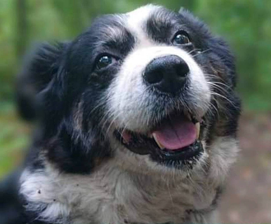 Puppée is registered to the contest to win money with this photo: carnivore, companion_dog, dog, dog_breed, fang, fur, grass, herding_dog, plant, snout, sporting_group, terrestrial_animal, whiskers, working_animal, working_dog