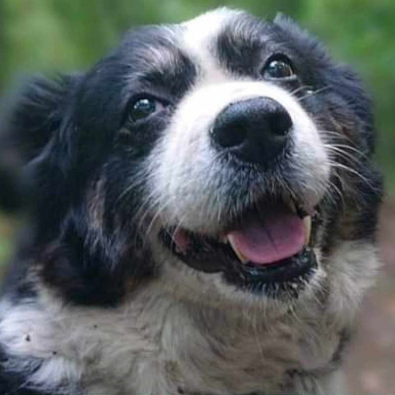 Puppée