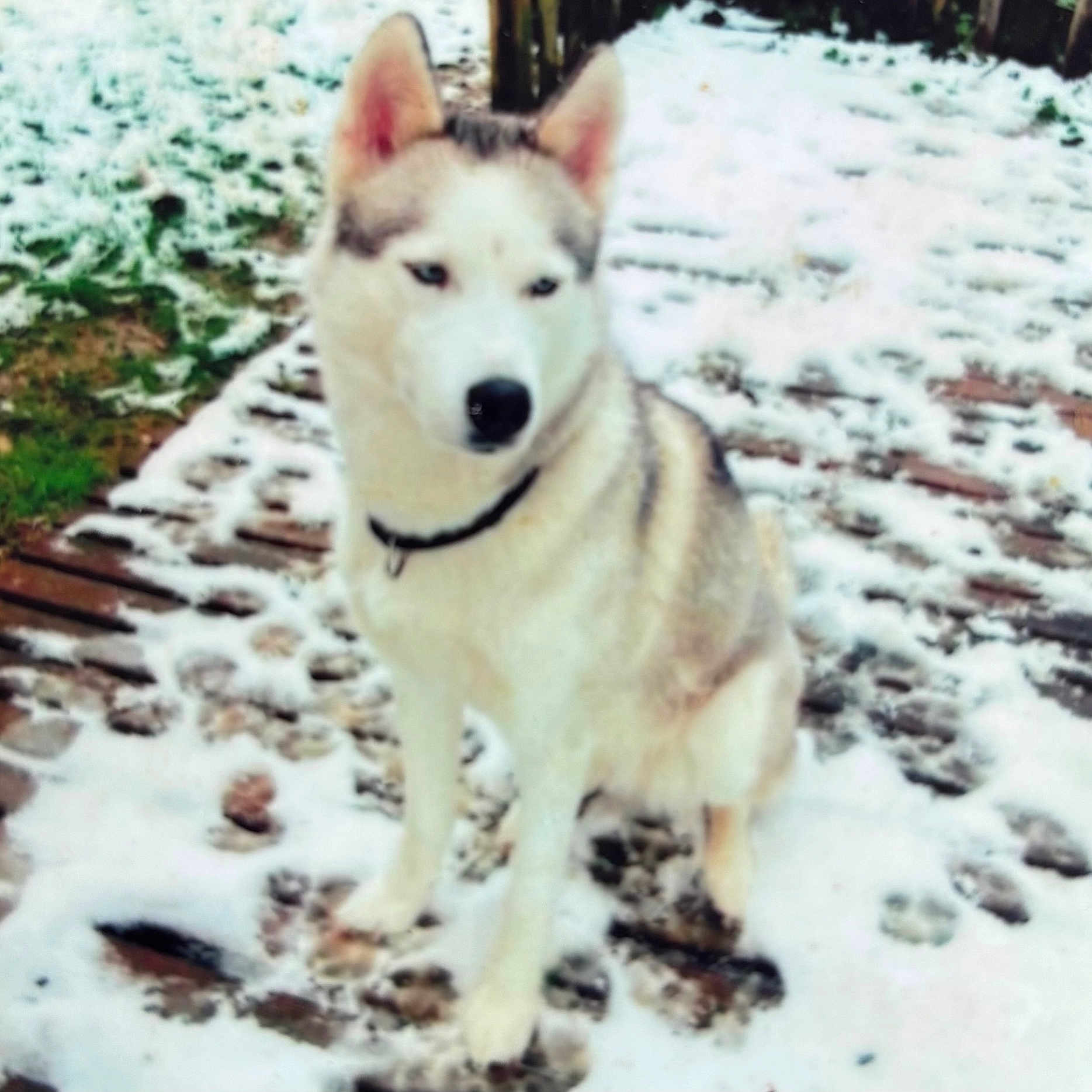 Rahya participe au concours pour gagner de l'argent avec cette photo : animal, canine, dog, eskimodog, husky, nature, outdoors, pet, puppy, rock, snow, whitedog, winter
