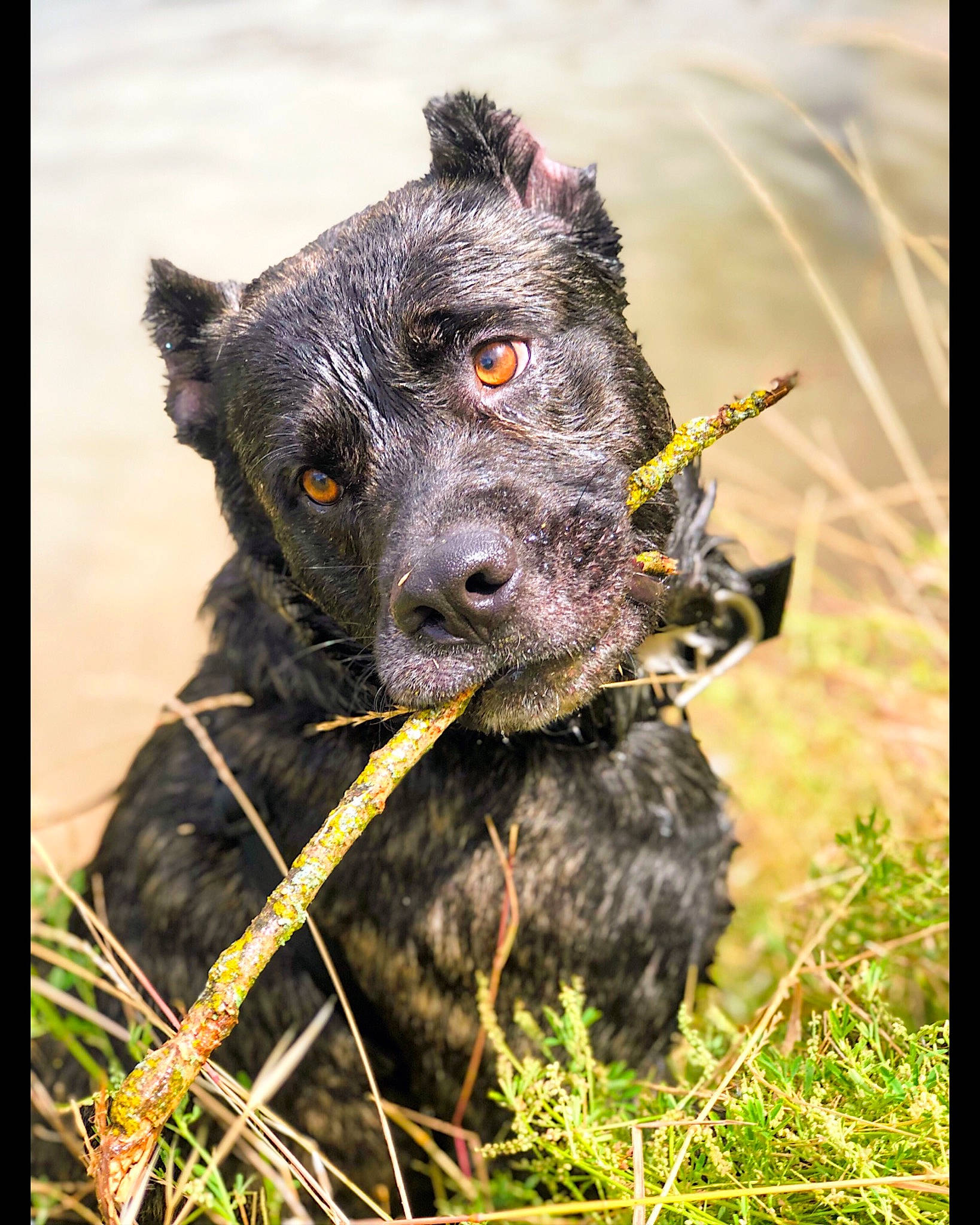 Cannabi joined the competition — help win amazing prizes! carnivore, collar, companion_dog, dog, dog_breed, dog_collar, fur, grass, grassland, herding_dog, non_sporting_group, plant, snout, sporting_group, terrestrial_animal, terrier, water_dog, whiskers, working_animal, working_dog