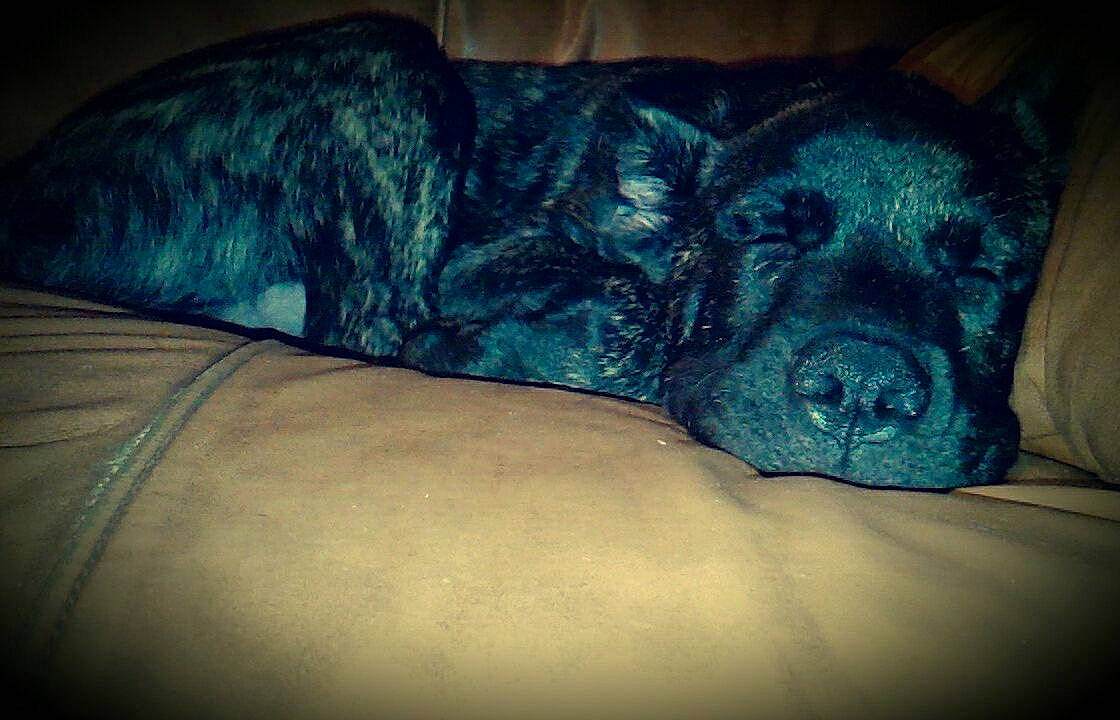 Cannabi joined the competition — help win amazing prizes! canidae, carnivore, comfort, companion_dog, couch, darkness, dog, dog_breed, fawn, fur, human_leg, liver, nap, snout, sporting_group, tail, terrestrial_animal, whiskers, working_animal, wrinkle