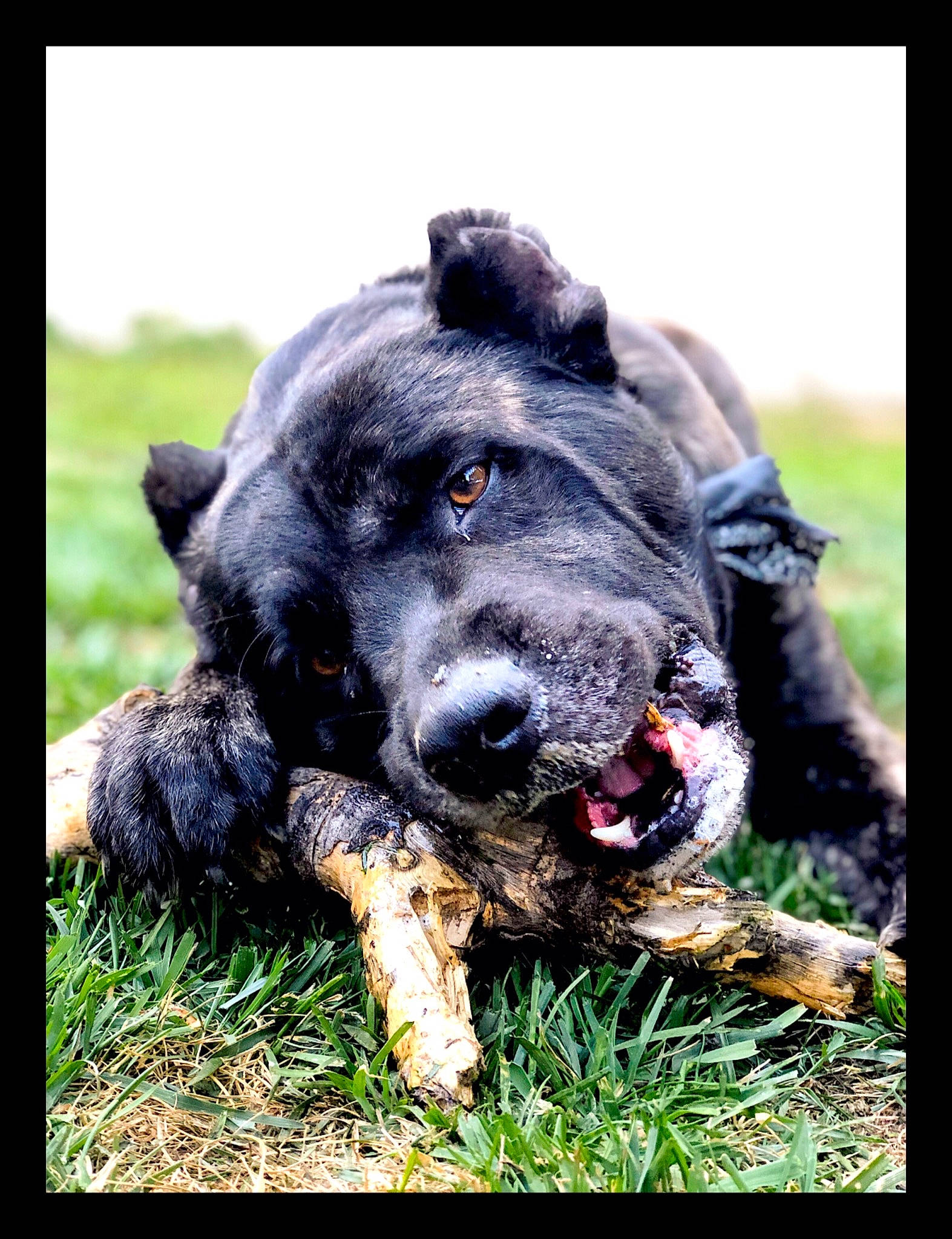 Cannabi joined the competition — help win amazing prizes! borador, canidae, carnivore, companion_dog, dog, dog_breed, fur, grass, grassland, guard_dog, gun_dog, labrador_retriever, plant, retriever, snout, sporting_group, terrestrial_animal, whiskers, working_animal, working_dog