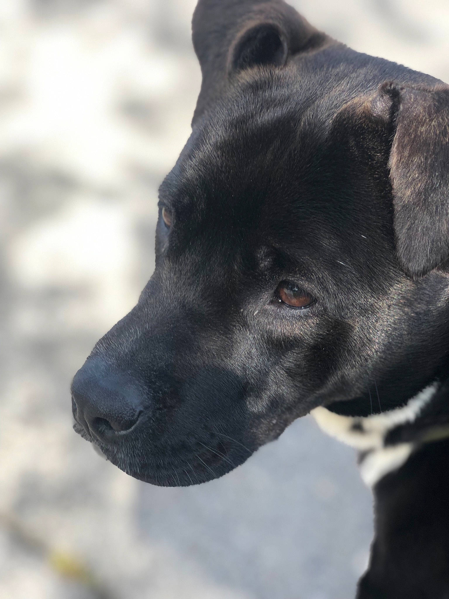 Doobie is registered to the contest to win money with this photo: borador, canidae, carnivore, collar, companion_dog, dog, dog_breed, dog_collar, electric_blue, fur, grey, gun_dog, monochrome_photography, plant, snout, sporting_group, terrestrial_animal, whiskers, working_animal, working_dog