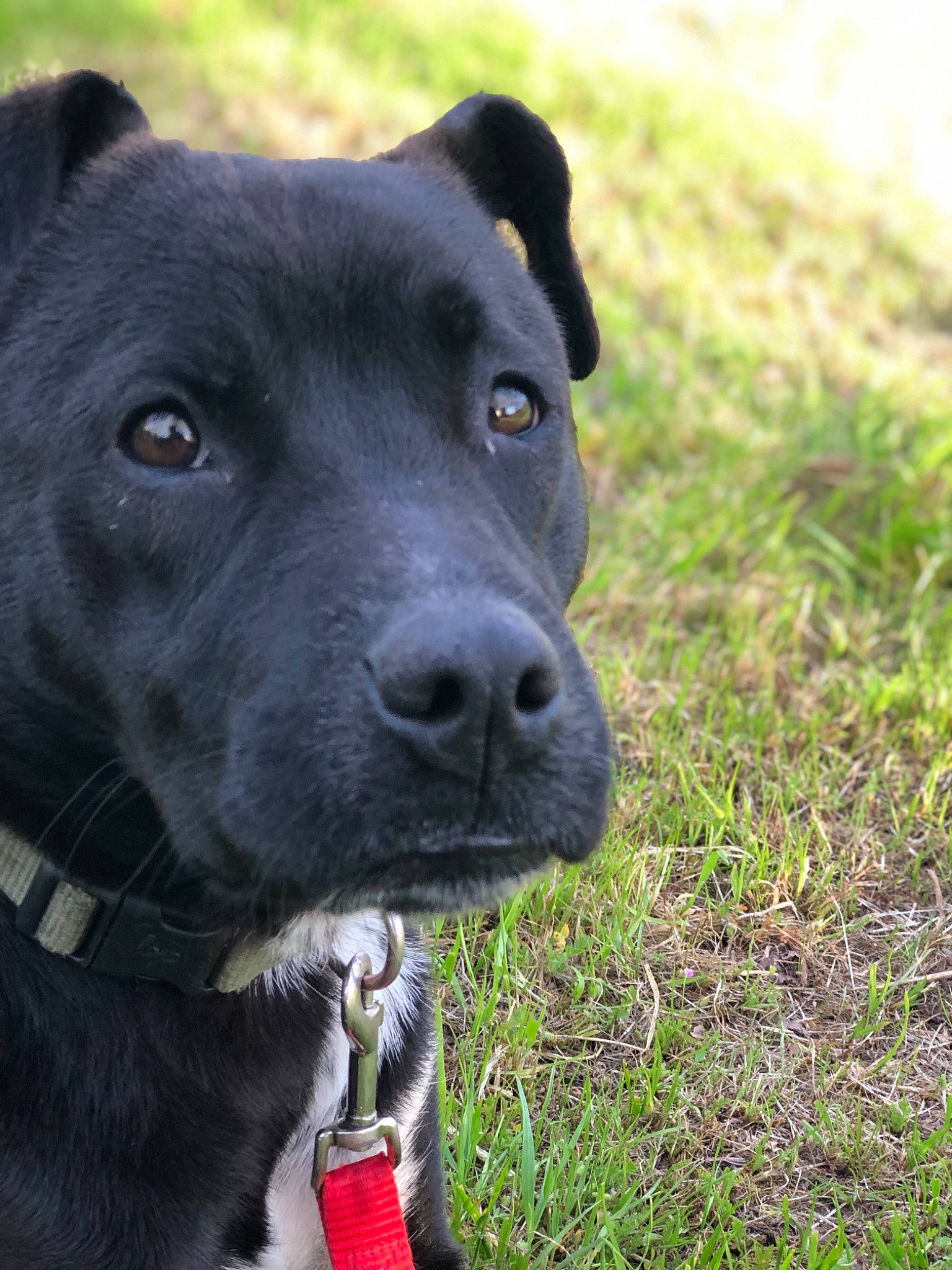 Doobie is registered to the contest to win money with this photo: carnivore, collar, companion_dog, dog, dog_breed, dog_collar, electric_blue, fur, grass, guard_dog, gun_dog, hunting_dog, labrador_retriever, plant, pointing_breed, retriever, terrestrial_animal, whiskers, working_animal, working_dog