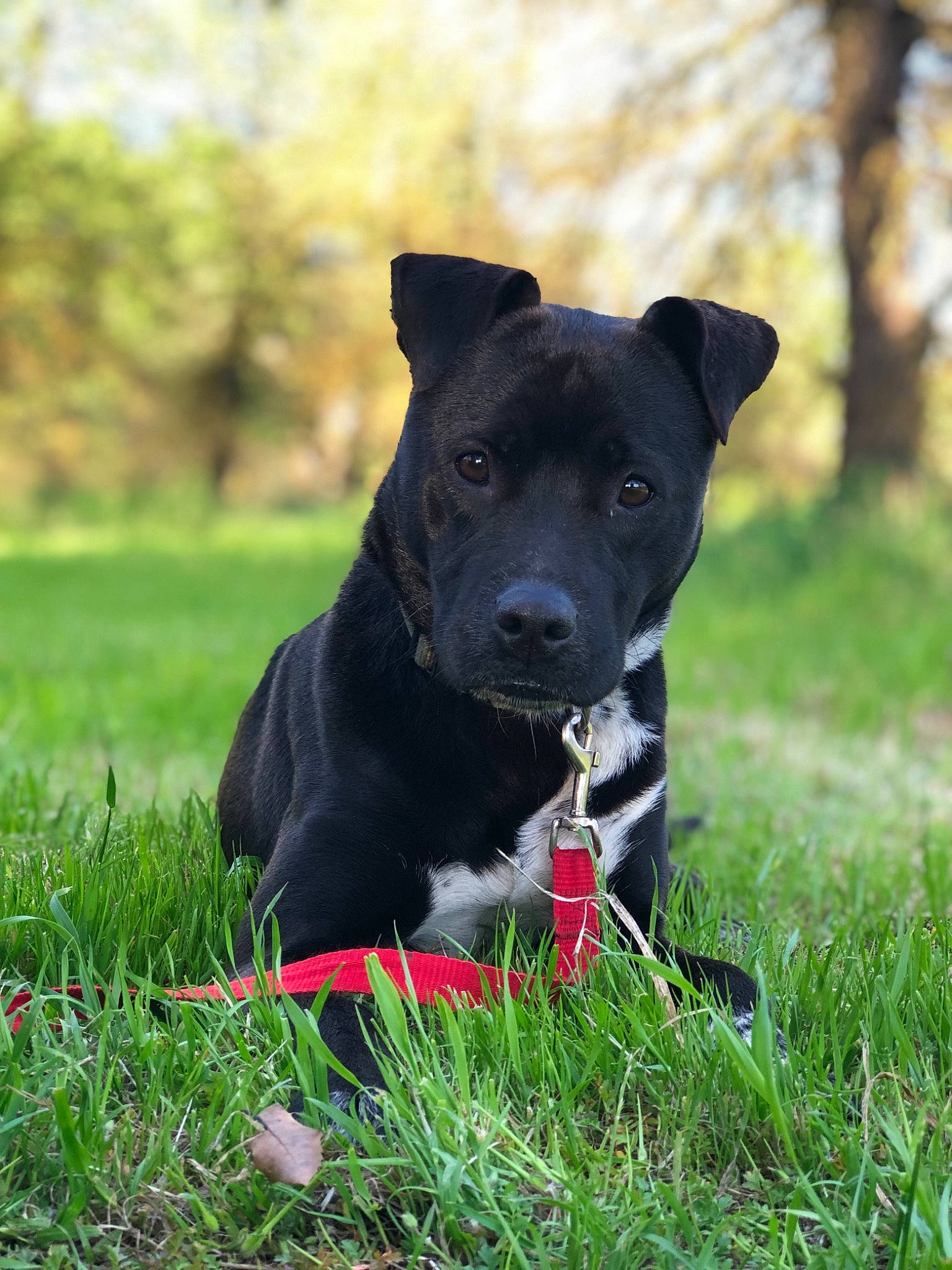 Doobie is registered to the contest to win money with this photo: annual_plant, canidae, carnivore, collar, companion_dog, dog, dog_breed, dog_collar, grass, grassland, lawn, pet_supply, plant, snout, sporting_group, tail, terrestrial_animal, toy, tree, working_animal