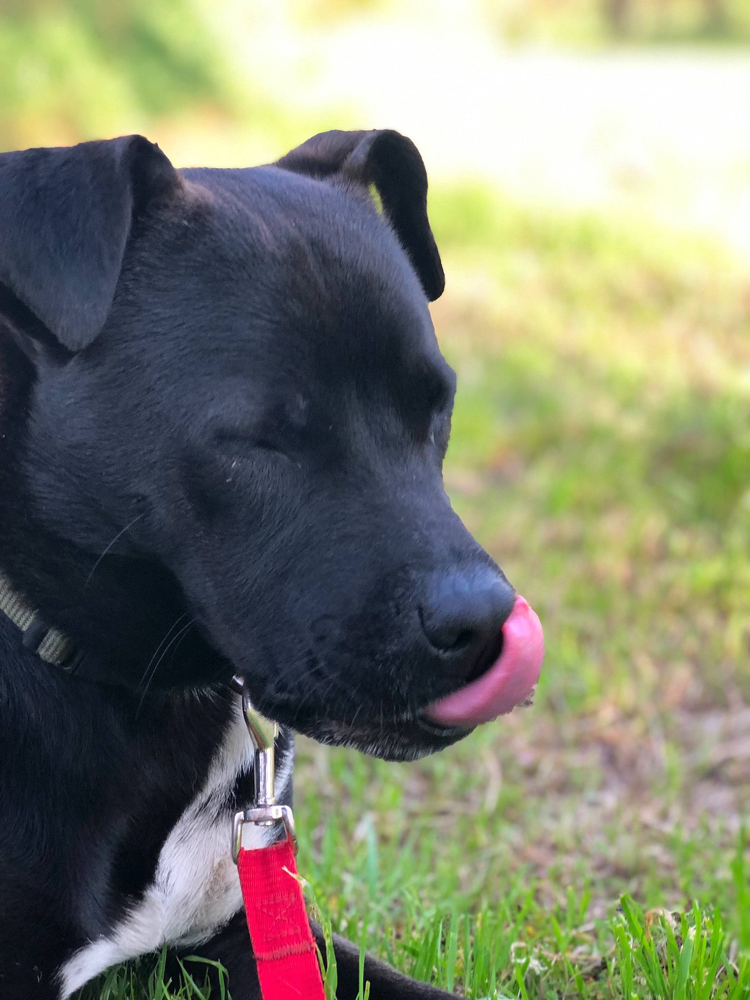 Doobie is registered to the contest to win money with this photo: canidae, carnivore, collar, companion_dog, dog, dog_breed, dog_collar, dog_supply, fashion_accessory, fawn, grass, guard_dog, leash, personal_protective_equipment, pet_supply, retriever, snout, sporting_group, whiskers, working_animal