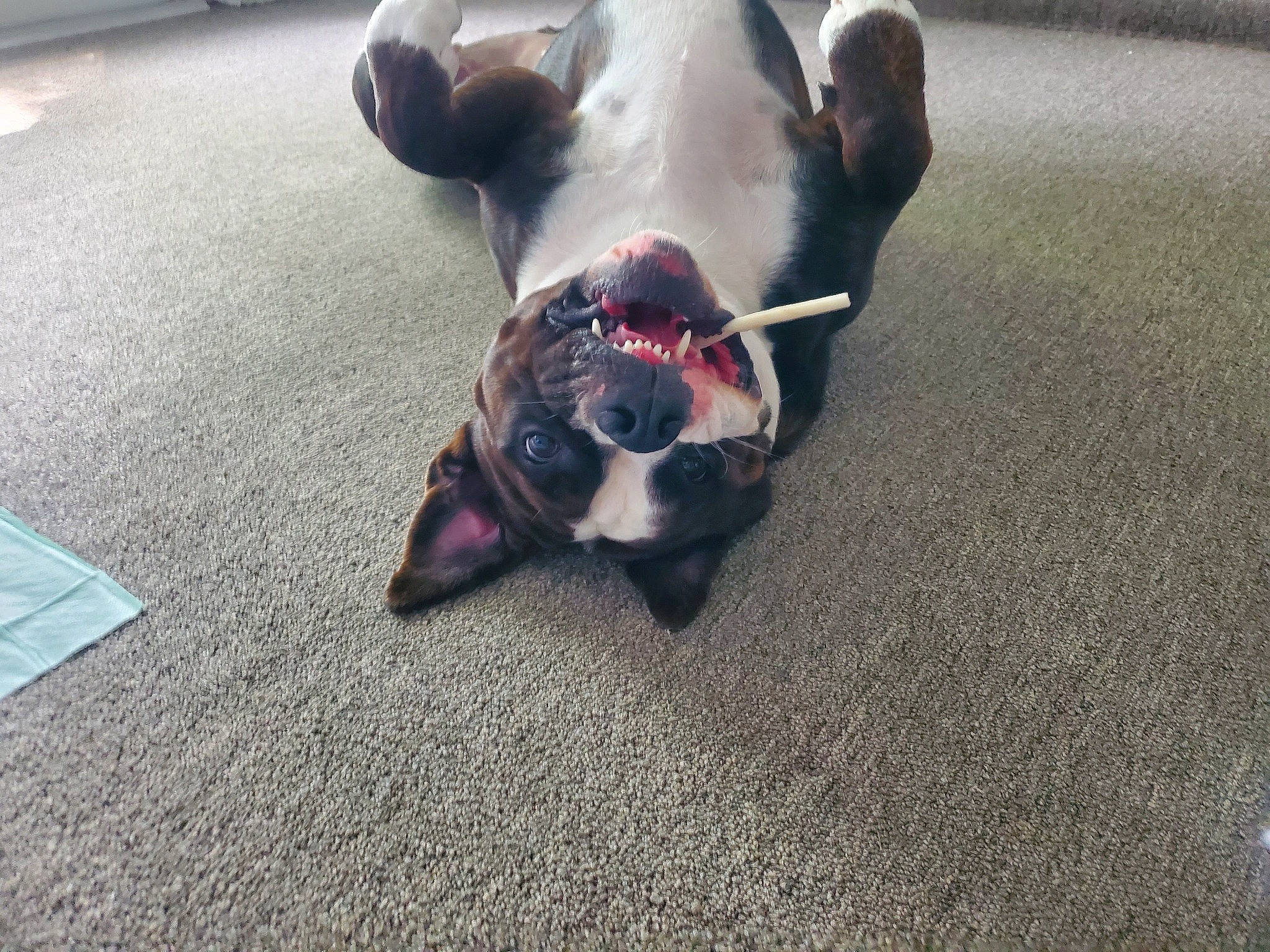 Stunner joined the competition — help win amazing prizes! asphalt, canidae, carnivore, collar, companion_dog, dog, dog_breed, eyewear, fawn, flooring, leash, paw, road, road_surface, sidewalk, snout, sporting_group, tail, toy_dog, working_animal