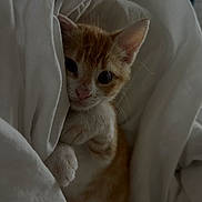 Arlo participe au concours pour gagner de l'argent avec cette photo : kitten, cat, orange_cat, white_blanket, cozy, cute, pet, animal, indoor, soft, sleepy, fur, whiskers, paw, hidden, curious, young, small, resting, comfort