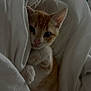 kitten, cat, orange_cat, white_blanket, cozy, cute, pet, animal, indoor, soft, sleepy, fur, whiskers, paw, hidden, curious, young, small, resting, comfort