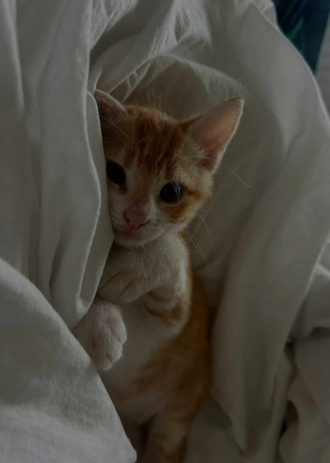 Arlo participe au concours pour gagner de l'argent avec cette photo : kitten, cat, orange_cat, white_blanket, cozy, cute, pet, animal, indoor, soft, sleepy, fur, whiskers, paw, hidden, curious, young, small, resting, comfort